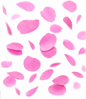 Biodegradable pink paper confetti petals